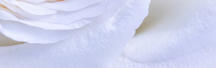 Abstract floral background, white rose flower petals. Macro flowers backdrop for holiday design. Soft focus