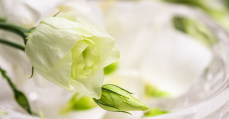 Obraz na płótnie Canvas Soft focus, abstract floral background, white Eustoma flower with buds. Macro flowers backdrop for holiday brand design