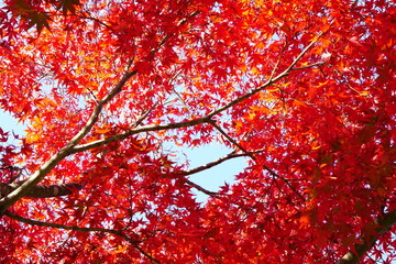 赤く色づいたモミジの葉