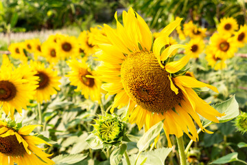 Naklejka premium Sunflower field landscape view in blooming on a meadow in the light of the setting sun. Beautiful sunflower flower on farm field in summer day.