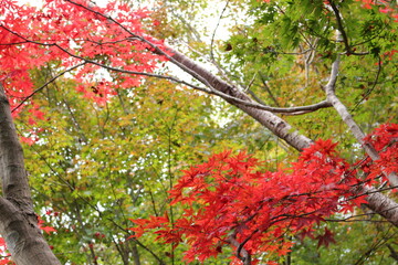 近江路の秋　紅葉