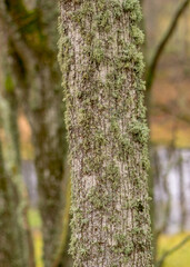 tree trunks overgrown with moss and lichens, autumn park, old tree trunks