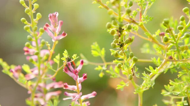 Ladybug Coccinella Septempunctata. Fumaria officinalis l.