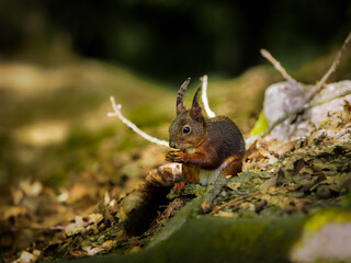Eichhörnchen bei der Futtersuche im Wald
