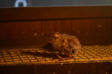 baby quail which is still several days old in a special cage