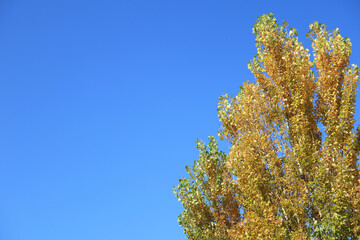 Fototapeta premium 青空とポプラの木 1 黄葉
