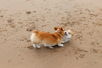 puppies play on the beach