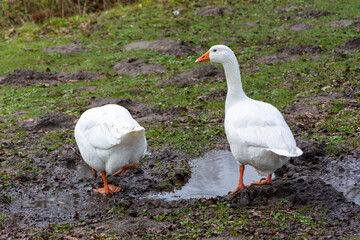 Gęsi w błocie © Heroc