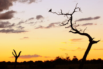 Eagle on a tree at sunset. Beautiful sunset in the African savannah with a dry tree and an eagle.