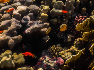 round corals with fishes on the seabed detail