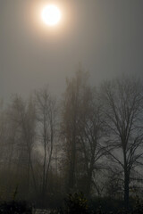 mystical landscape, blurred background, tree silhouette and moon in the dark, autumn fog, long exposure