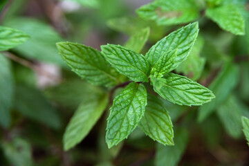 Ripresa ravvicinata di piantine di menta fresca