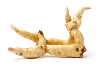Polygonatum sibiricum on white background