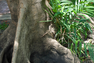 Tree trunk and roots in Bangkok park