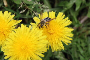 pissenlit et abeille