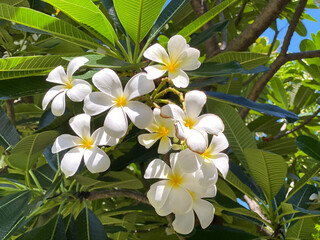 white frangipani flowers