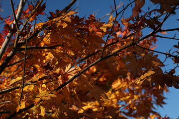 橙色の紅葉 autumn maples with orange coloring 1