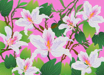 Beautiful Bauhinia flowers vector on pink background 