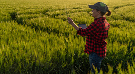 A woman farmer examines the field of cereals and sends data to the cloud from the tablet. Smart farming and digital agriculture.	