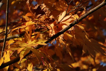橙色の紅葉 autumn maples with orange coloring 3