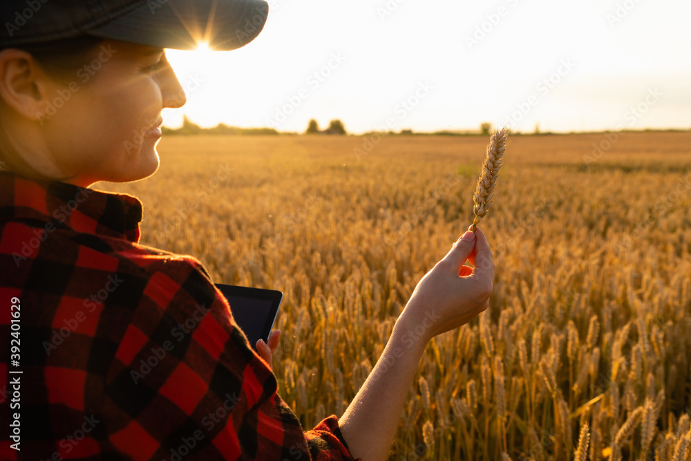 Wall mural a woman farmer examines the field of cereals and sends data to the cloud from the tablet. smart farm