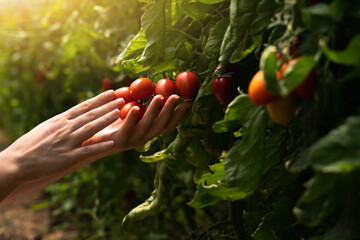 A woman farmer picks cherry tomatoes in a greenhouse. Organic farm.	