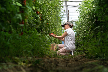 A woman farmer picks cherry tomatoes in a greenhouse. Organic farm.	