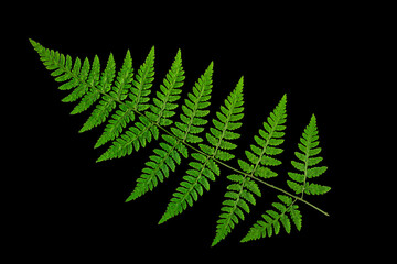Green fern leaf on a black background, isolate. Natural dry leaf of the plant, ornament.