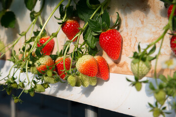 strawberries in a bucket