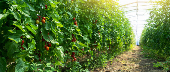 Greenhouse with cherry tomatoes. Organic farm	