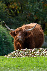 Hochlandring frisst frische Äpfel von einem Apfelberg