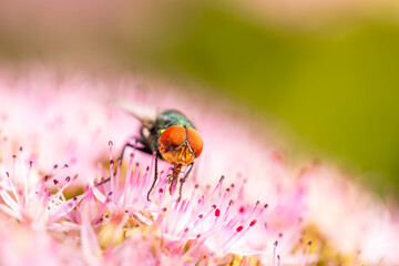 Fly, Calliphora vicina, Calliphora erythrocephala