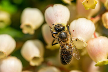 a macro image of a honey bee looking for pollen from a selection of blooming flowers