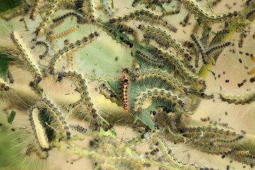  Hyphantria cunea larva crawling on green leaf