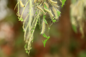  Hyphantria cunea larva crawling on green leaf