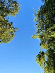 leaves against sky