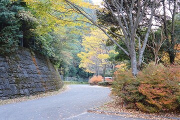 Naklejka premium 秋の紅葉 鈍川渓谷 ふれあいの森森林館 駐車場付近の紅葉 11月中旬