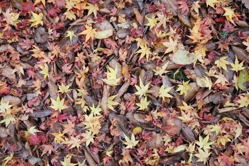 紅葉と落ち葉の背景素材　秋のイメージ