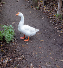 One white goose is standing on the ground next to a green Bush