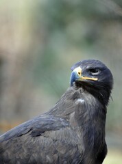Raubadler