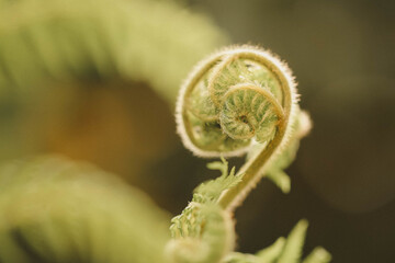 Closeup of a tangled plant on blurred background