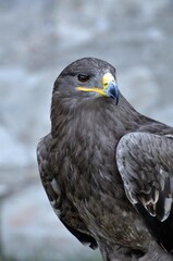 Raubadler