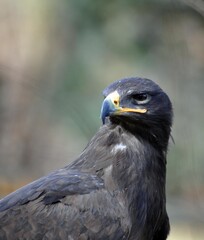 Raubadler