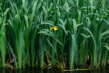 Obraz premium Delicate wild yellow iris flower in full bloom, in a garden in a sunny summer day, beautiful outdoor floral background.