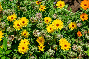 Many vivid yellow orange flowers of Calendula officinalis plant, known as pot marigold, ruddles, common or Scotch marigold in a sunny summer garden, textured floral background.