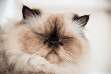 close up of a persian cat