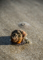  shellfish on the sand