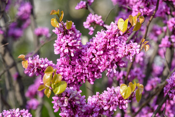 Obraz premium Many vivid pink flowers of Cercis siliquastrum, commonly known as Judas tree or Judas-tree, in a garden in a sunny spring day, beautiful outdoor floral background.