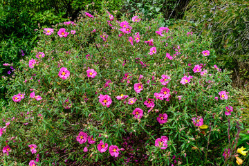 Close up of many delicate vivid pink Cistus flowers, commonly known as rockrose, in full bloom in a sunny summer garden, beautiful outdoor floral background.