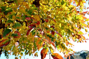秋　紅葉　カラフル　風景　きれい